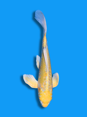 Butterfly Doitsu Yamabuki | Koi&Co.
